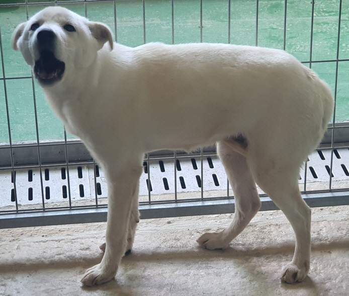 진도군임시보호소_446500202400281